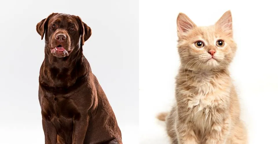 Sistema prisional brasileiro terá cães e gatos para capacitar pessoas privadas de liberdade