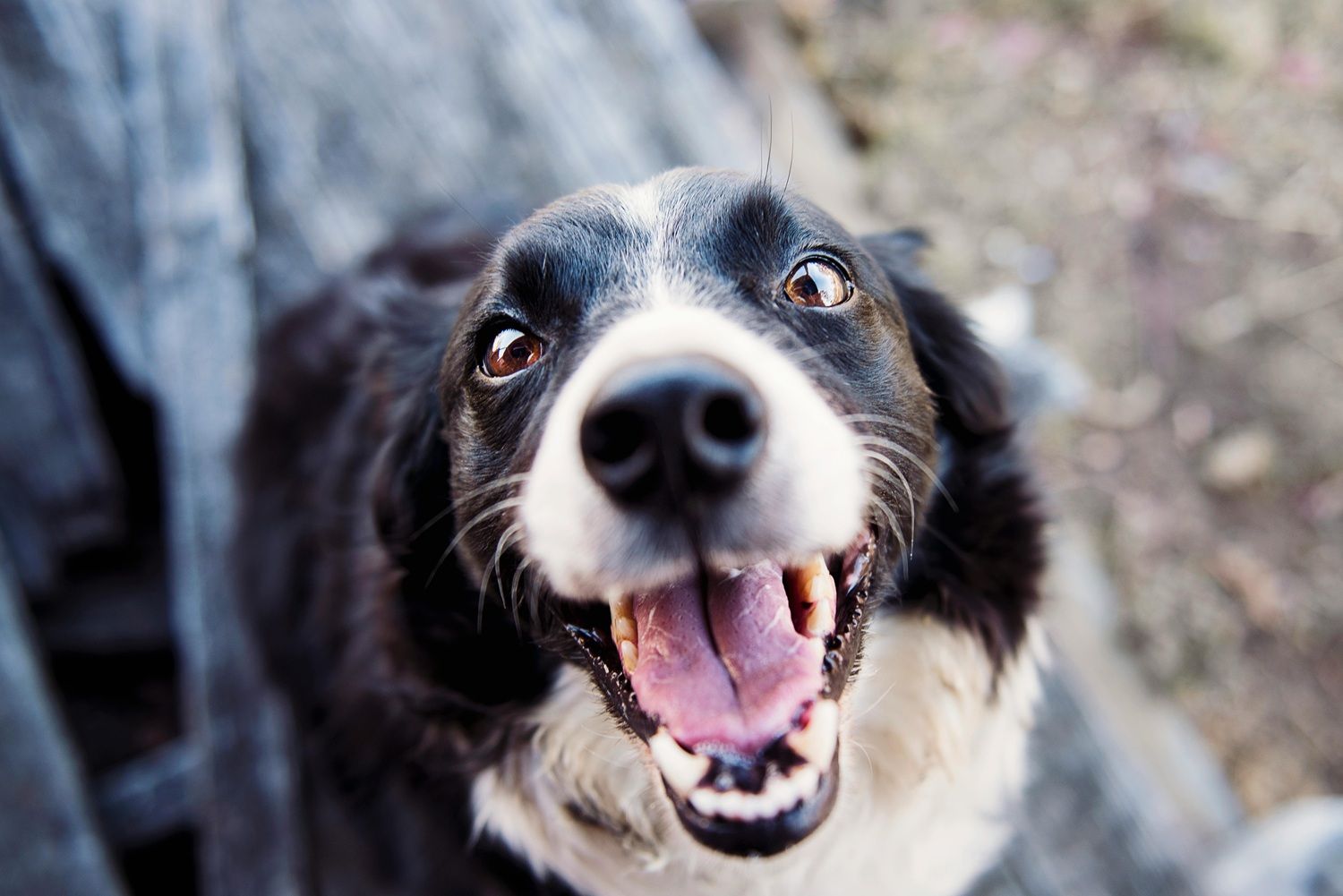 Segundo a proposta, será caracterizado como abandono qualquer ato voluntário de deixar um animal desacompanhado e sem os cuidados essenciais. | Foto: Ilustrativa/Pexels