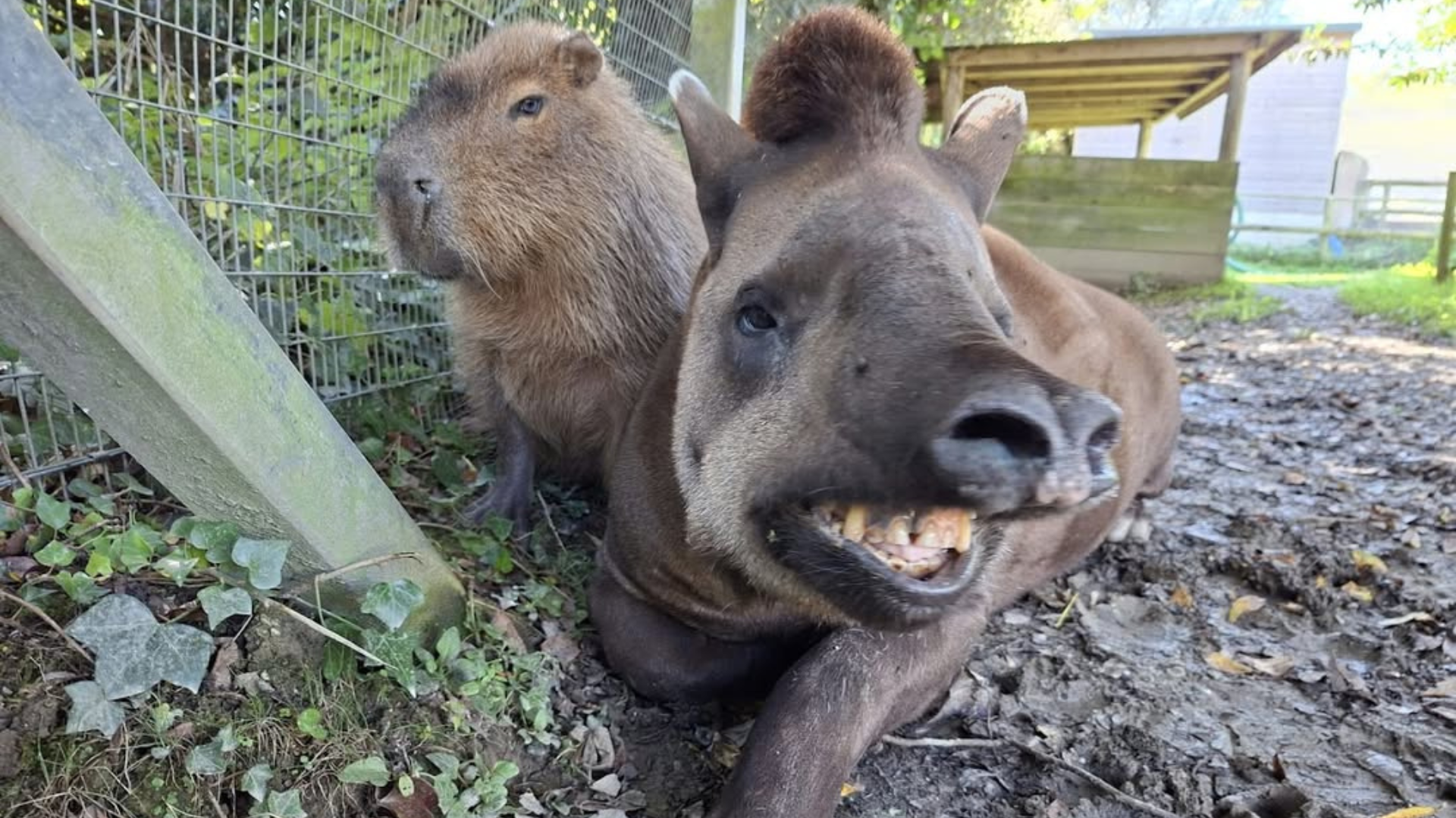 Al Capone e Johnson eram melhores amigos | Foto: Newquay Zoo