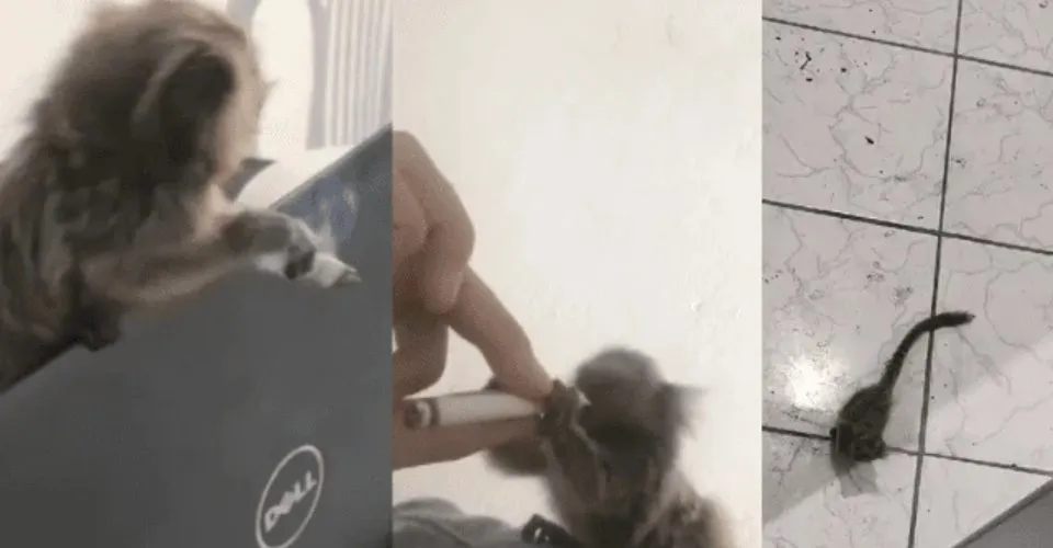 VÍDEO: Homem é preso em flagrante por oferecer álcool e drogas a sagui