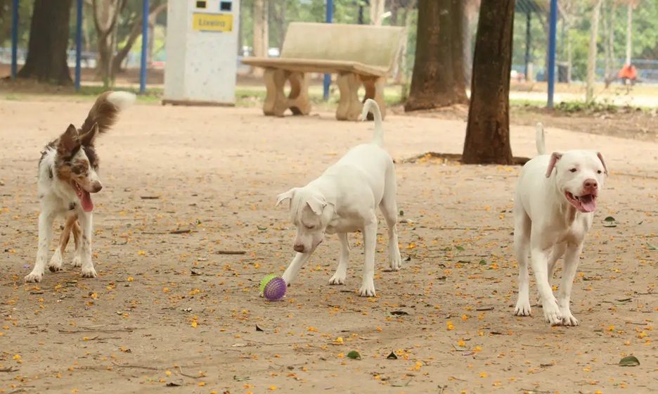 Sin Patinhas Saiba Como Funciona Novo Rg Animal Para Cães E Gatos