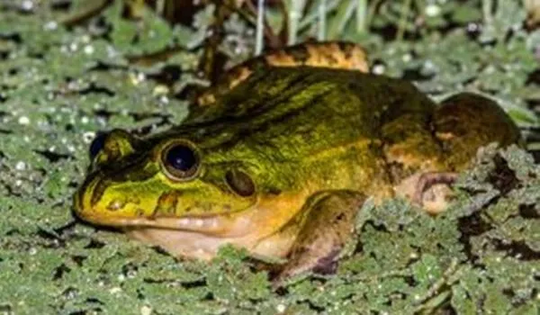 Espécie rara de rã é encontrada em área preservada por fábrica na Bahia