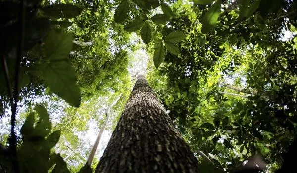 Câmara aprova projeto que estabelece pagamento por serviços ambientais