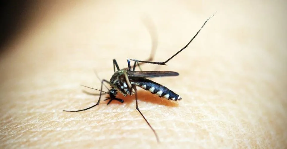 Brasil se aproxima de 500 mortes por dengue em 2024