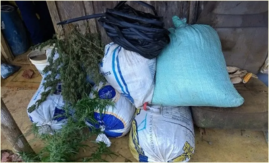 Polícia Civil localiza plantação de maconha na zona rural de Camamu