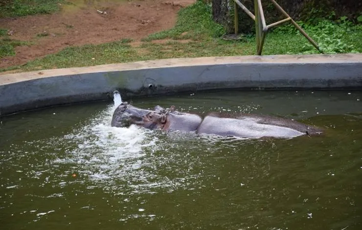 Com nova onda de calor, zoológico de Salvador adota medidas de cuidado aos animais
