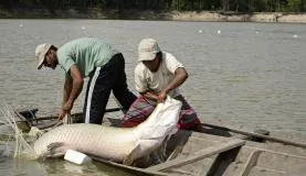Retomada de período que proíbe pesca custará R$ 1,7 bilhão, diz governo