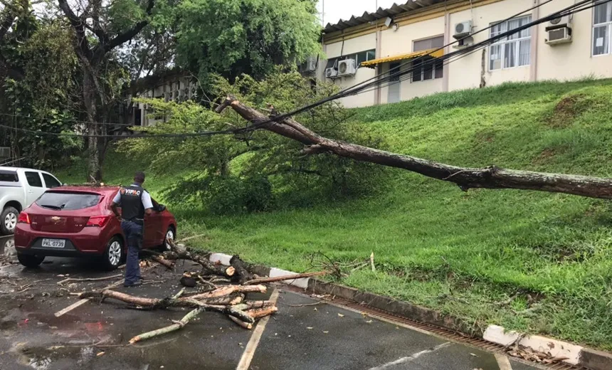 SALVADOR: Árvore cai em cima de carro no Detran; Ninguém ficou ferido