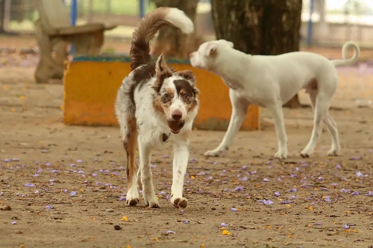 Exposi&ccedil;&atilde;o a multid&otilde;es no Carnaval traz riscos &agrave; sa&uacute;de dos animais, diz veterin&aacute;rio. Foto: Rovena Rosa/Ag&ecirc;ncia Brasil