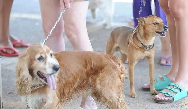 Dezembro Verde: campanha faz alerta sobre maus tratos e abandono de animais