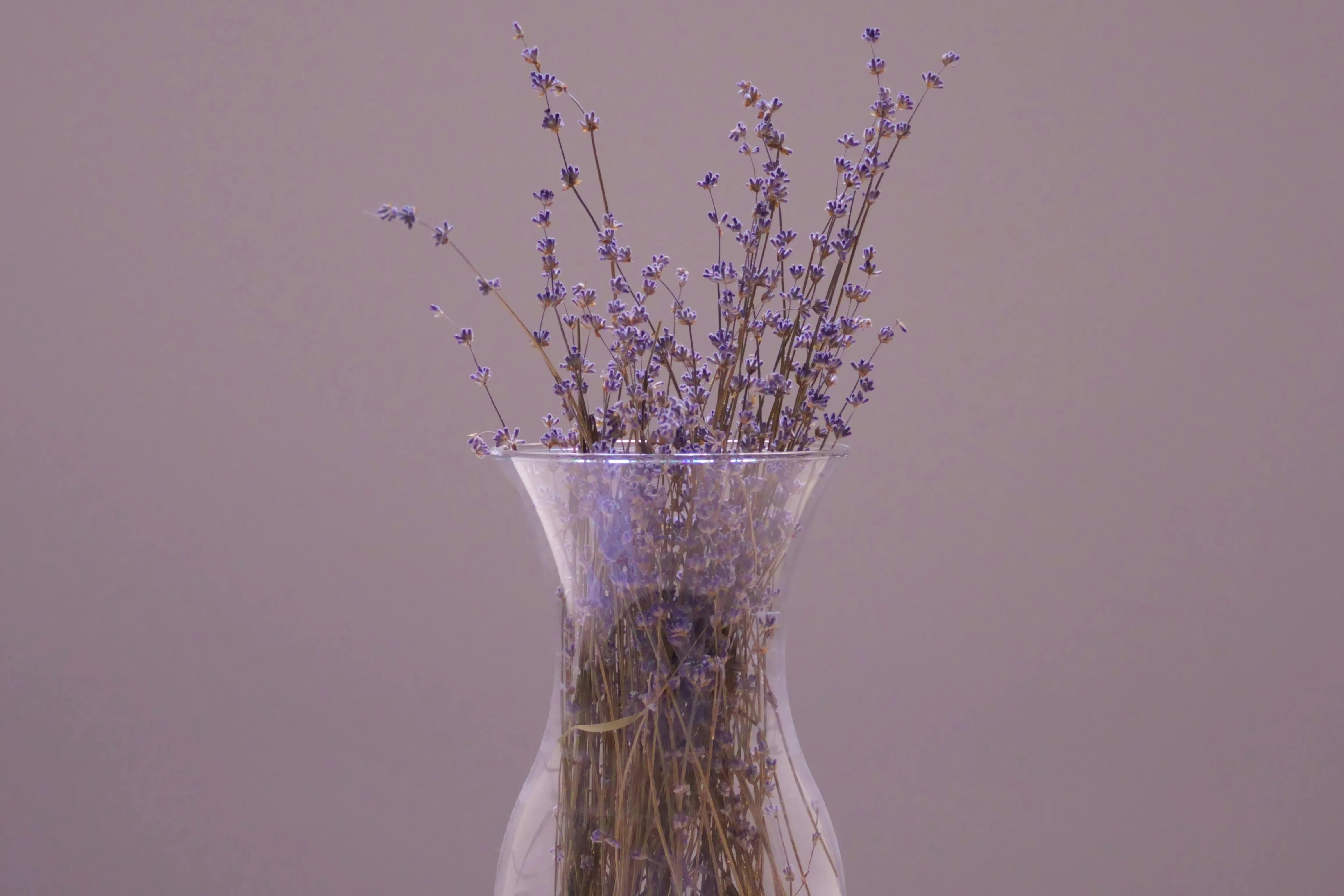 Sai, inveja! Saiba quais plantas usar em casa para espantar mau-olhado