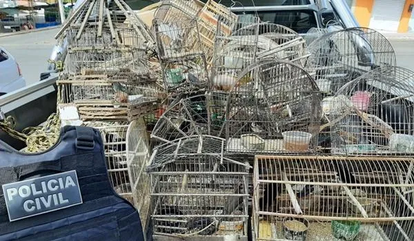 Quase 40 pássaros silvestres são apreendidos no município baiano de Anagé