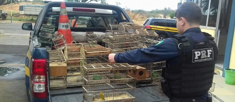 VOA PASSARINHO: PRF resgata pássaros silvestres mantidos em cativeiro na Bahia