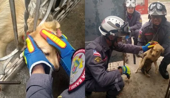Com cabeça presa em grade de portão, cachorro é resgatado por bombeiros na Bahia 