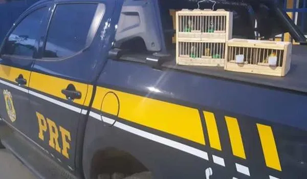 Animais silvestres são resgatados de situações de maus tratos no interior da Bahia