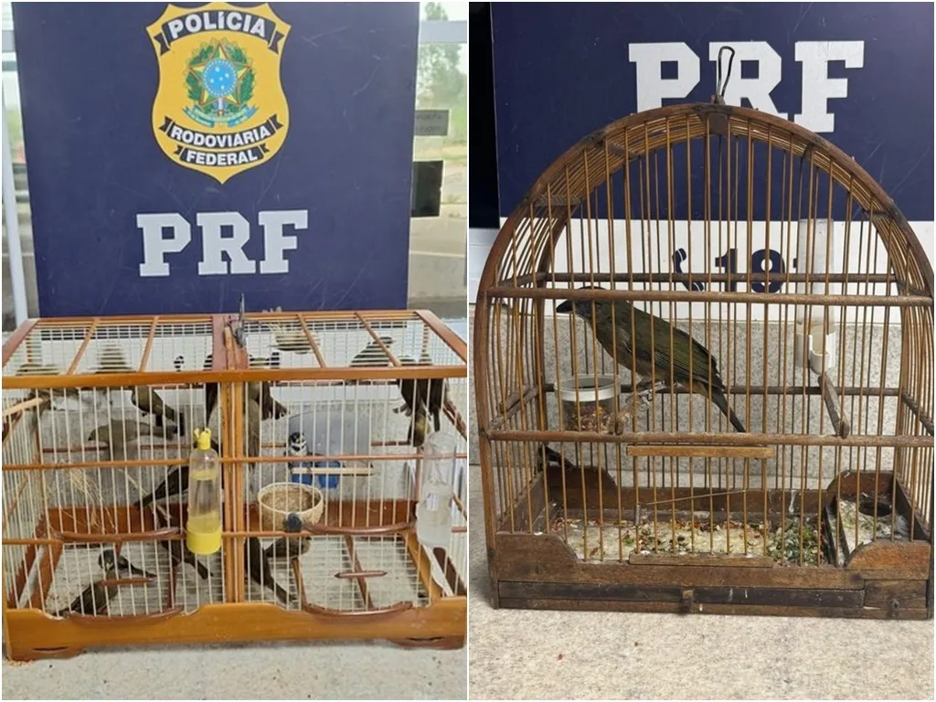PRF apreende 23 aves silvestres transportadas ilegalmente em Conquista