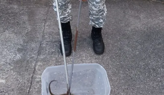 Cobra altamente venenosa é achada na sede da Coelba, em Salvador; cidade teve dois animais resgatados em 12 horas