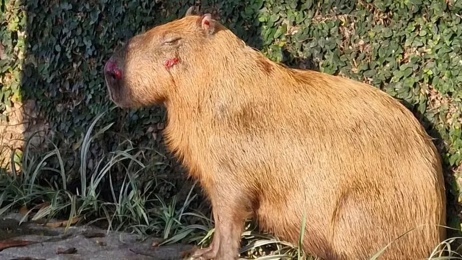 Grupo agride capivara no Rio; 6 são presos e 2 menores apreendidos
