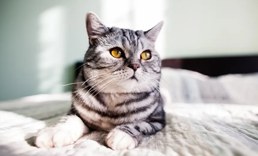 ‘No pulo do gato’: animal furta mais de 100 peças de roupas em varal de pousada; vídeo