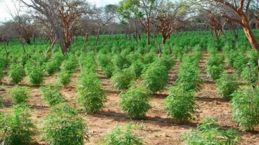 VIDA MANSA: Americanos querem pagar R$ 70 mil para jovem que fumar maconha e jogar vídeo game