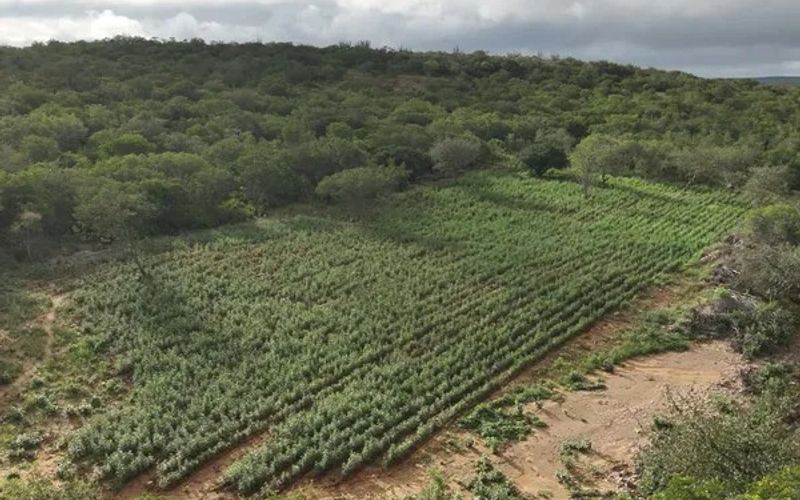 A a&ccedil;&atilde;o ocorreu durante a Opera&ccedil;&atilde;o Nexus 2, que tamb&eacute;m levou &agrave; pris&atilde;o em flagrante de um suspeito/Foto: Divulga&ccedil;&atilde;o