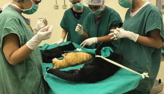 Cirurgias veterinárias podem ser suspensas para reduzir uso de insumos hospitalares em falta nas UTIs humanas