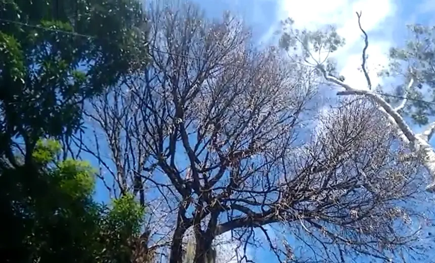 Árvore prestes a cair preocupa funcionários e alunos de colégio no Cabula; veja vídeo