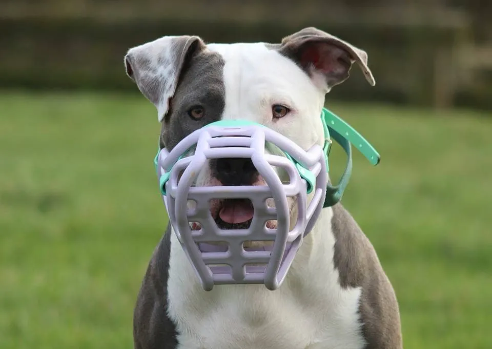 Lei da focinheira pode ser inconstitucional, diz advogada após ataques de pitbull