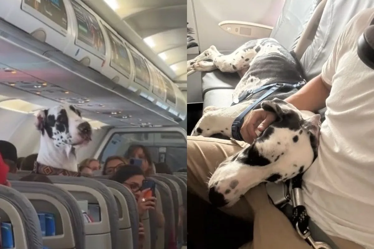 Cachorro de grande porte viaja na cabine do avião e vídeo viraliza; veja