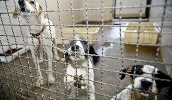 Câmara aprova projeto de lei que prevê prisão em casos de maus tratos a animais domésticos