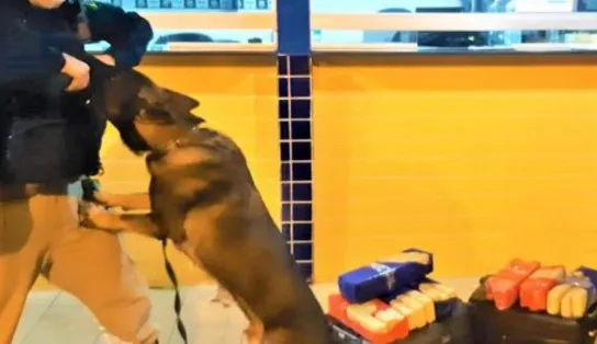 Cão policial localiza 23 quilos de maconha dentro de ônibus em Feira de Santana; homem foi preso pela PRF