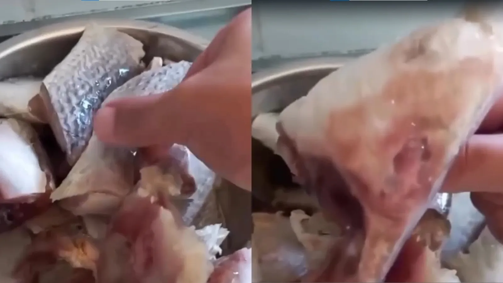 Vídeo: prefeitura de Catu distribui rabo de peixe em kit e gera revolta