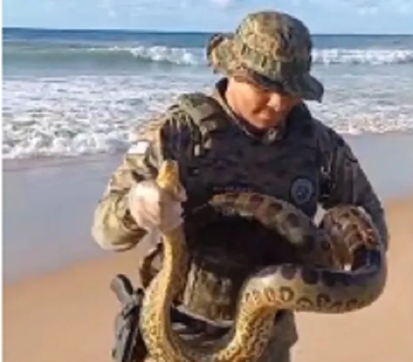 Sucuri é resgatada por policiais militares na praia de Patamares
