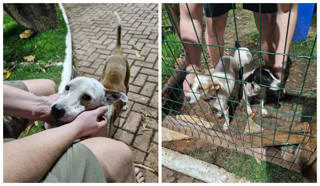 Moradores da Vila Laura acusam padre de 'dar fim' a cachorros do bairro; animais já estavam com adoção garantida