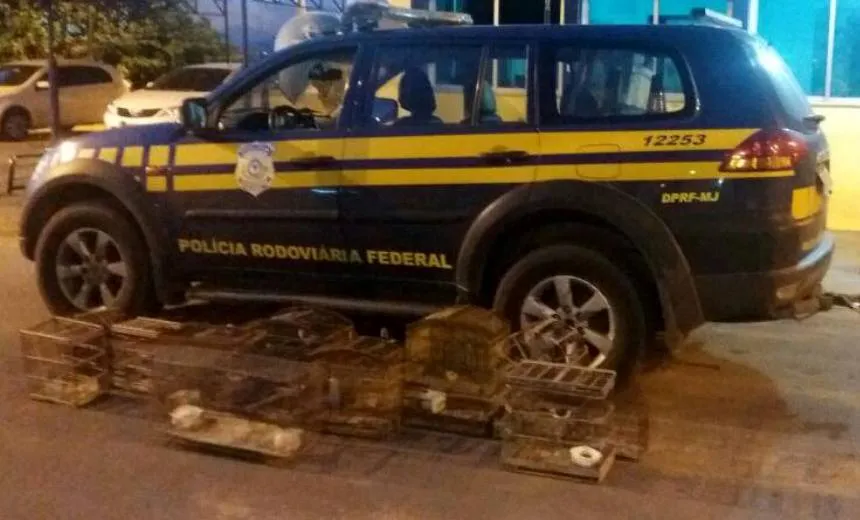 CRIME AMBIENTAL: Polícia resgata pássaros silvestres mantidos em cativeiro no nordeste baiano