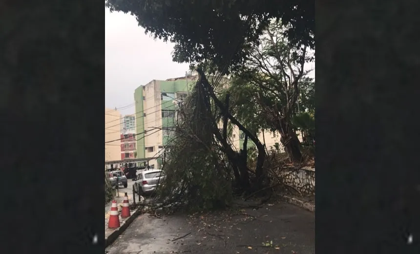 Queda de árvore deixa rua interditada e moradores sem energia elétrica no Rio Vermelho