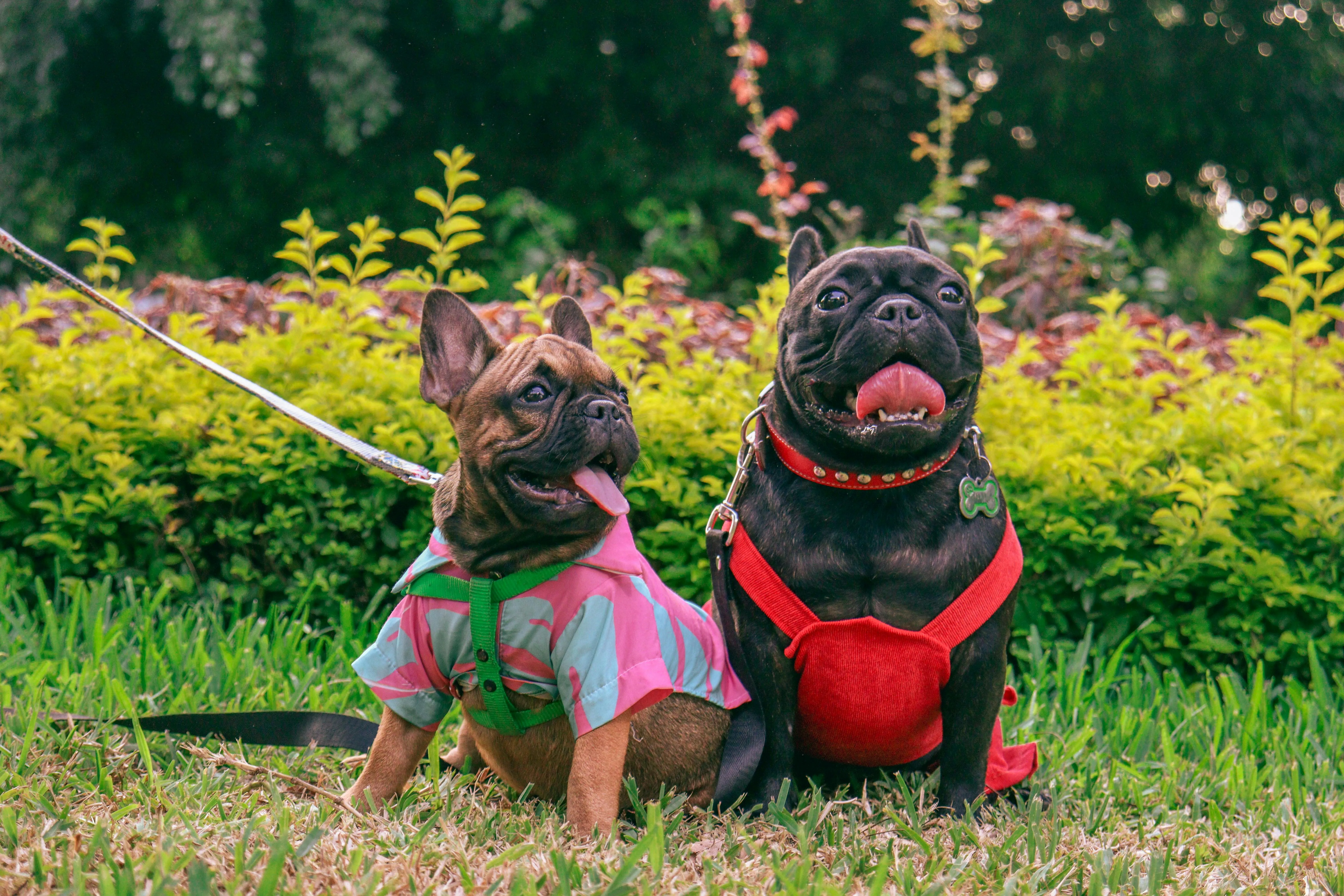 País pode prender moradores que passearem na rua com cachorros