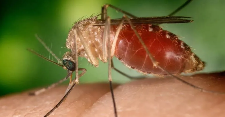 Febre orupouche: Bahia detecta nove casos da doença, causada por mosquito