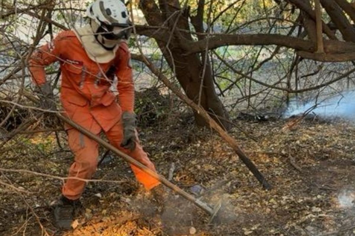 Incêndios florestais na Bahia. Foto: Reprodução
