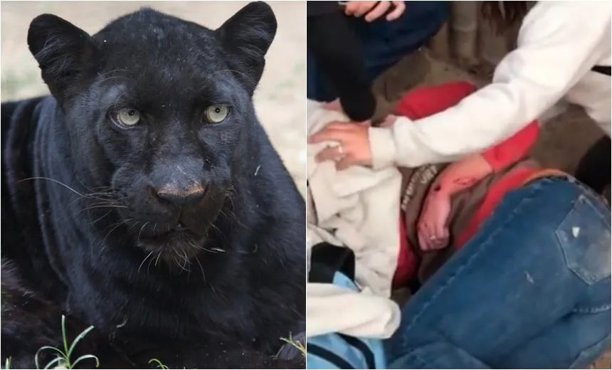 Mulher é atacada por jaguar em zoológico após escalar cerca para tirar selfie; veja vídeo