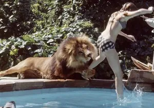 Roar preservou animais, mas teve 70 pessoas feridas durante as filmagens
