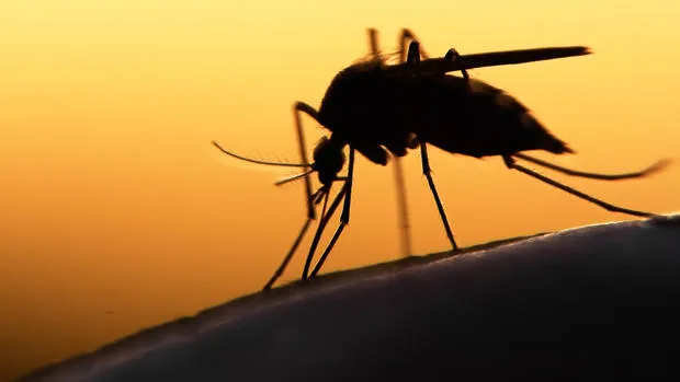 ZIKA VÍRUS: Teste rápido da doença desenvolvido na Bahia é aprovado e já pode ser usado
