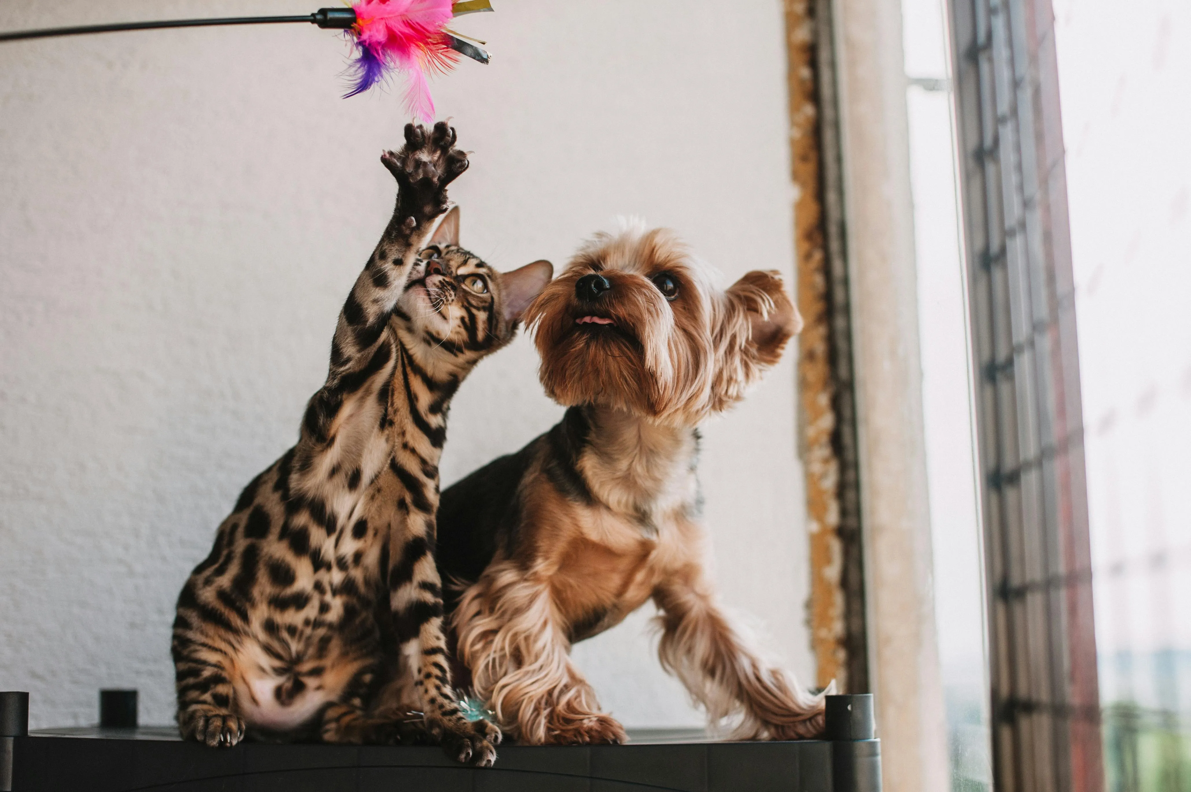 Governo federal lança cadastro nacional de animais domésticos; veja