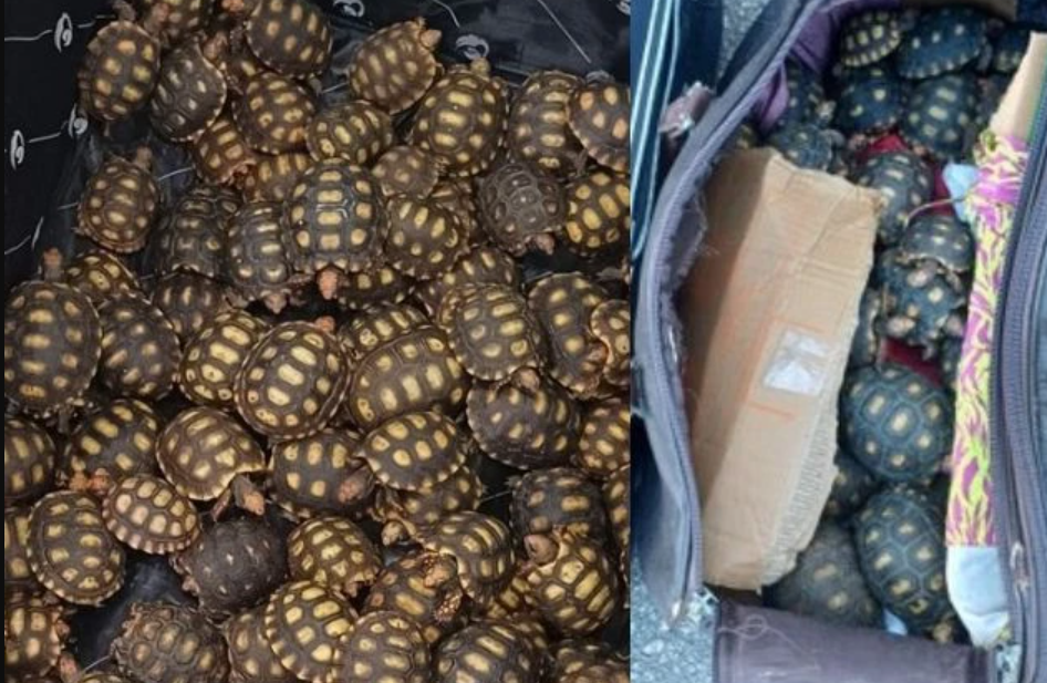 Filhotes de jabuti foram resgatados. Foto: Reprodução / Polícia Rodoviária Federal