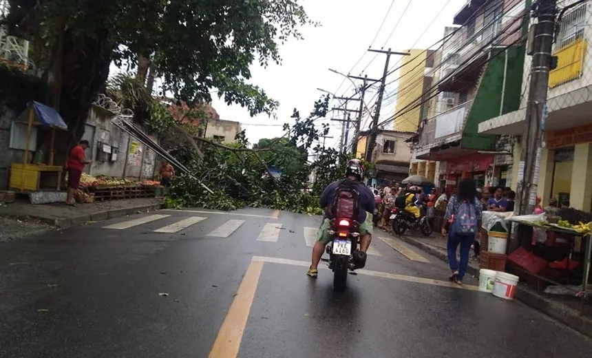 Queda de árvore interdita rua no IAPI; Transalvador foi acionada