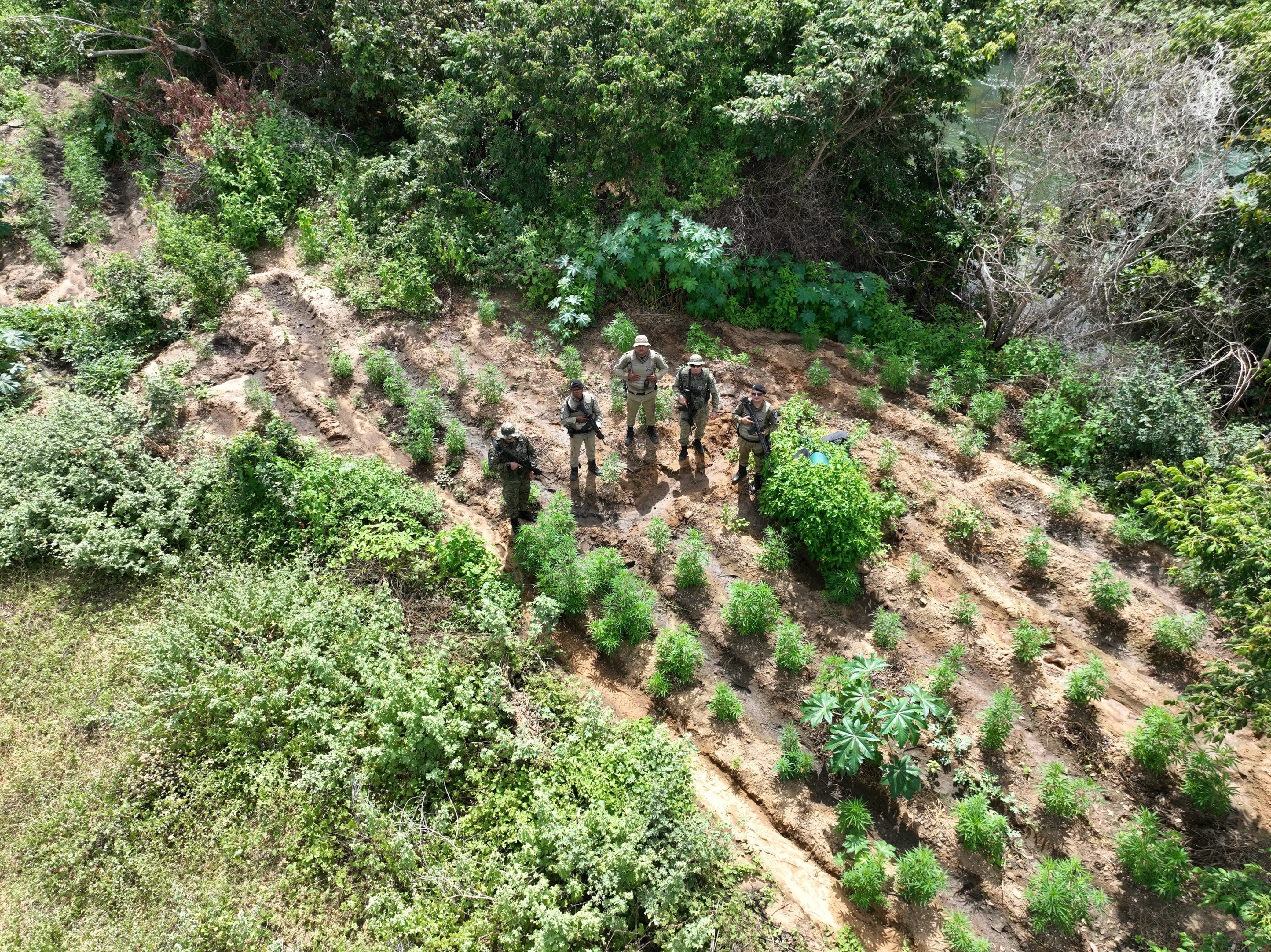 Polícia Militar localiza 20 mil pés de maconha. Foto: Divulgação | SSPBA