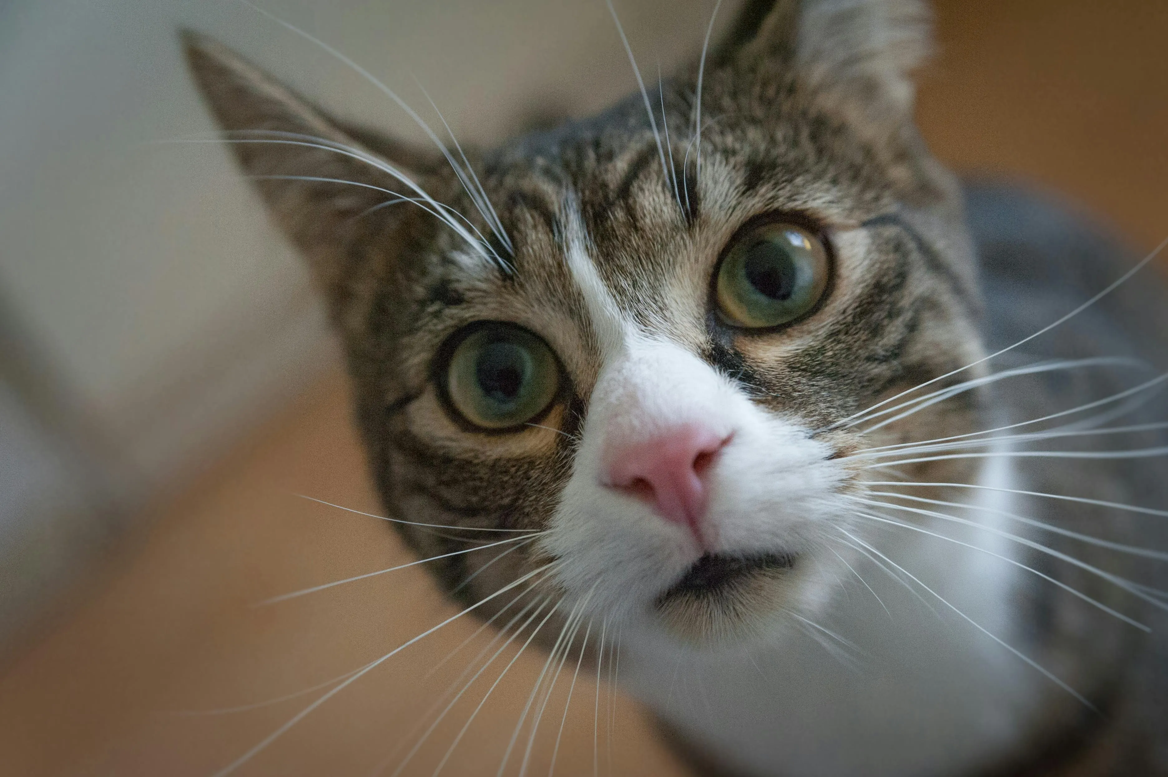 Psicólogo é indiciado por adotar e praticar 'experimentos' em gatos