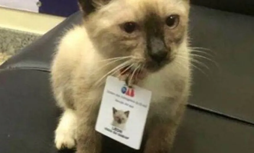 Gatinho de rua vira ‘funcionário’ da OAB-AP e ganha até crachá: ‘Chegou com fome e frio’