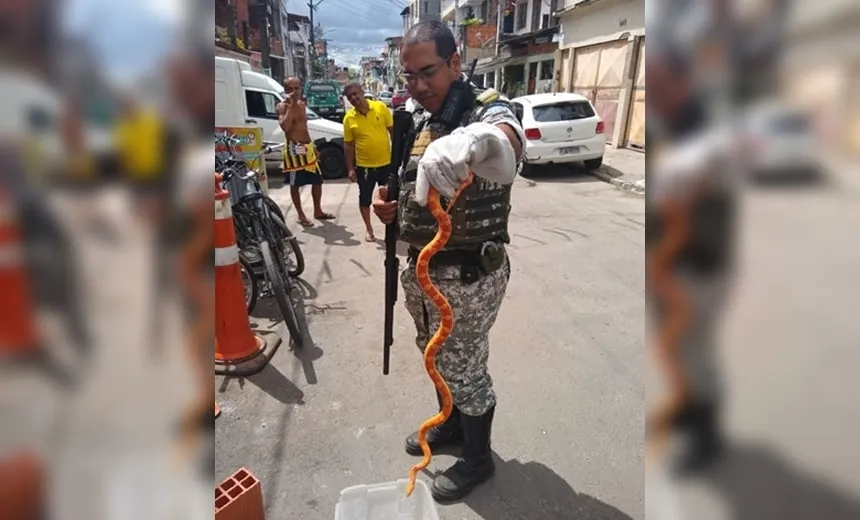 “Cobra do milho” é resgatada no bairro do Uruguai, em Salvador