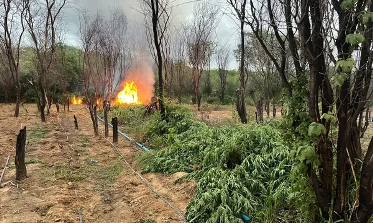Mais de 100 mil pés de maconha erradicados. Foto: PMBA